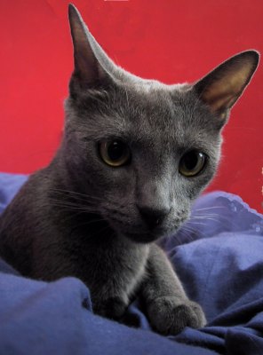 My cat; Petra, taken in my bed.